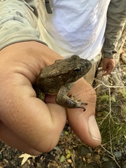 Rana boylii