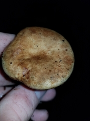 Paxillus involutus