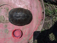 Kinosternon scorpioides