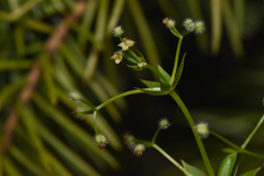 Galium triflorum