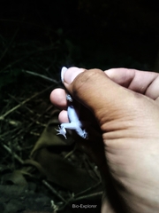 Cyrtodactylus marmoratus