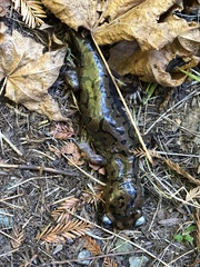 Dicamptodon tenebrosus