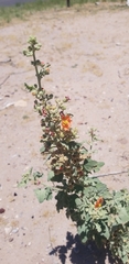 Sphaeralcea incana