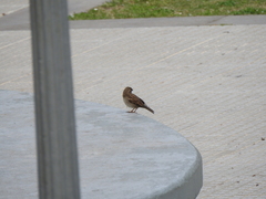Passer domesticus