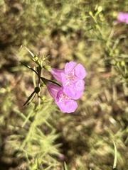 Agalinis purpurea