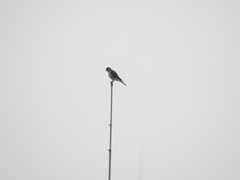Falco sparverius