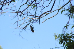 Lampornis clemenciae
