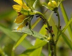 Uroleucon nigrotuberculatum