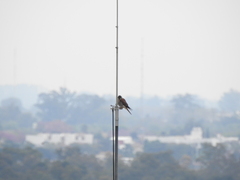 Falco sparverius