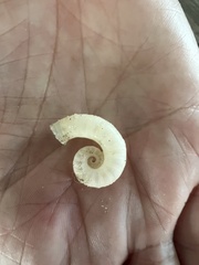 Spirula spirula