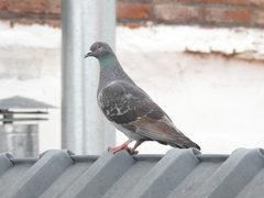 Columba livia