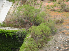 Baccharis dracunculifolia