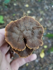 Coltricia cinnamomea