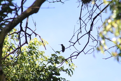 Lampornis clemenciae