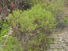 Baccharis dracunculifolia