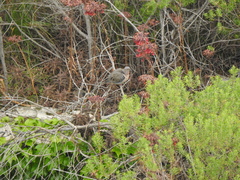Zenaida auriculata