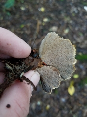 Coltricia cinnamomea