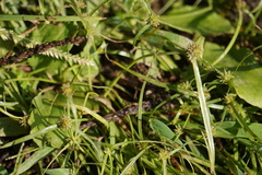 Cyperus brevifolius