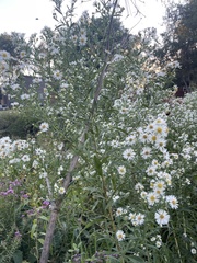 Symphyotrichum firmum