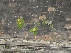 Tecoma stans