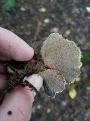 Coltricia cinnamomea