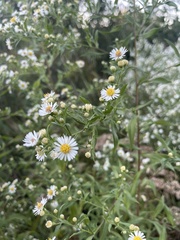 Symphyotrichum firmum