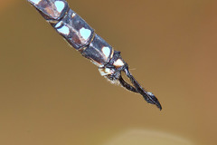 Rhionaeschna dugesi