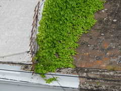 Angiospermae