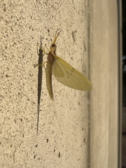 Ephemeroptera