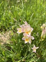 Freesia