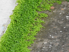 Angiospermae