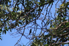 Lampornis clemenciae