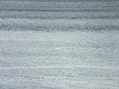 Delphinapterus leucas