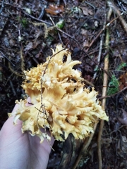 Ramaria rasilispora