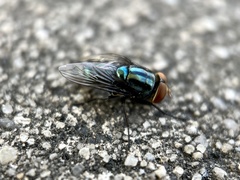 Cochliomyia