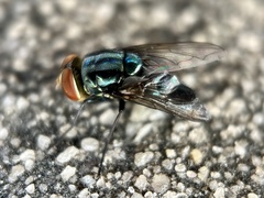 Cochliomyia