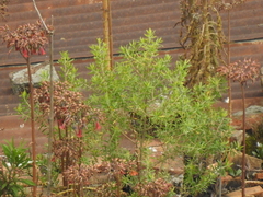 Baccharis dracunculifolia