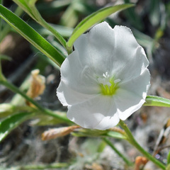 Evolvulus sericeus
