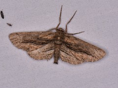 Holochroa dissociarius