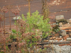 Baccharis dracunculifolia