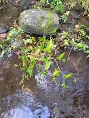 Persicaria arifolia