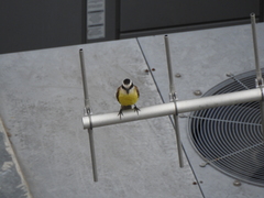 Pitangus sulphuratus