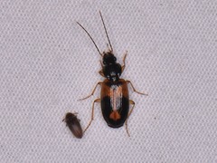 Badister elegans