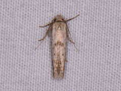 Hypatopa punctiferella