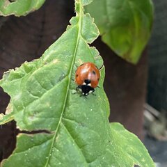 Coccinella septempunctata