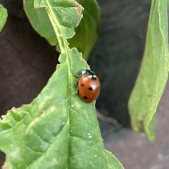Coccinella septempunctata