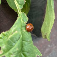 Coccinella septempunctata