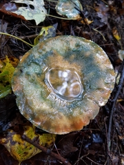 Lactarius deterrimus