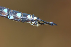 Rhionaeschna dugesi