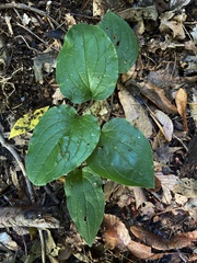 Smilax ecirrhata